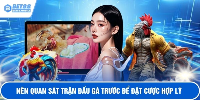 Nên quan sát trận đấu gà trước để đặt cược hợp lý